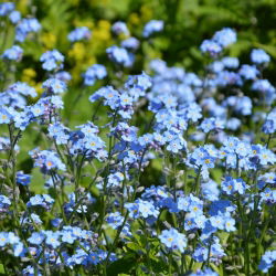 Unustage-Me-Not, Puidust Unustage-Me-Ei seemned - Myosotis alpestris - 450 seemnet - Myosotis alpestris