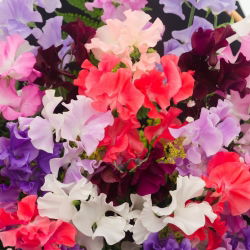 Guisante de Olor - variada - Lathyrus odoratus - Vides de rápido crecimiento, hasta 120 cm de altura - Semillas frescas