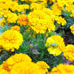 Hạt cúc vạn thọ vàng - Tagetes patula nana fl. pl. - 350 hạt - Tagetes patula L.