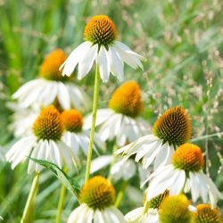 Hạt thiên nga trắng tím - Hoa thiên nga trắng Echinacea purpurea - 36 hạt