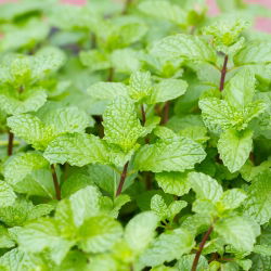 Monarda - 180 semillas