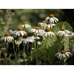 Hạt thiên nga trắng tím - Hoa thiên nga trắng Echinacea purpurea - 36 hạt