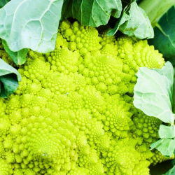 Conopidă - Romanesco Natalino - Capete verzi distincte pentru recoltă de toamnă - Semințe proaspete