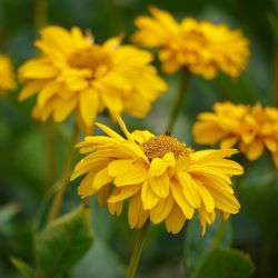 Falsk solros, sommarsolfrön - Heliopsis scabra - 100 frön