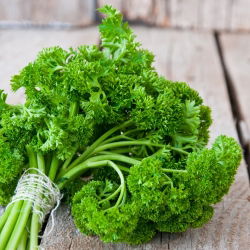 Семена от магданоз "Астра" - Petroselinum sativum var. фолиосум - 1200 семена - Petroselinum crispum 