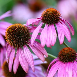 Hạt giống hoa tím - Echinacea purpurea - 230 hạt