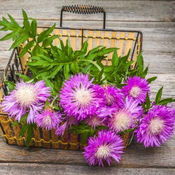 Hạt giống hỗn hợp ngọt ngào - Centaurea royalialis - 200 hạt giống - Centaurea imperialis
