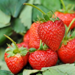 Jordgubbe - Tresca - 20 frön - Fragaria ×ananassa