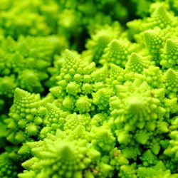 Conopidă - Romanesco Natalino - Capete verzi distincte pentru recoltă de toamnă - Semințe proaspete
