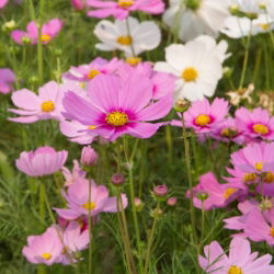 Sementes Cosmos Vega Mix - Cosmos bipinnatus - 150 sementes