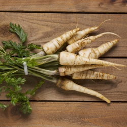 Семена от корени от магданоз Cukrowa - Petroselinum crispum - 4250 семена