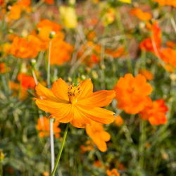 Семена от Cosmos Dwarf Sulfur Mix - Cosmos sulphureus - 140 семена