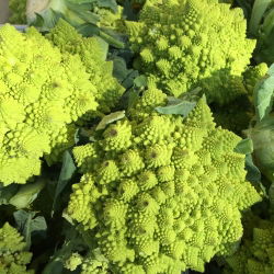 Conopidă - Romanesco Natalino - Capete verzi distincte pentru recoltă de toamnă - Semințe proaspete