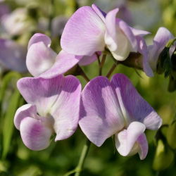 Вечнозелен грах, многогодишни грахови смески - Lathyrus latifolius - 18 семена