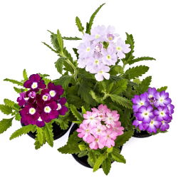 Kebun verbena - campuran berbagai - 200 biji - Verbena x hybrida nana compacta