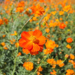 Семена от Cosmos Dwarf Sulfur Mix - Cosmos sulphureus - 140 семена