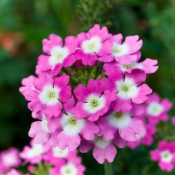 Kebun verbena - campuran berbagai - 200 biji - Verbena x hybrida nana compacta