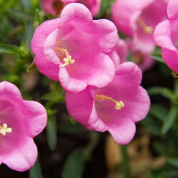 Canterbury Bells - Mixed - Campanula medium - Charming Bell-Shaped Blooms - Fresh Seeds
