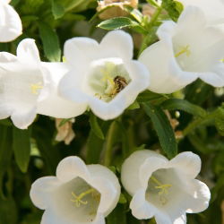 Canterbury Bells - Mixed - Campanula medium - Charming Bell-Shaped Blooms - Fresh Seeds