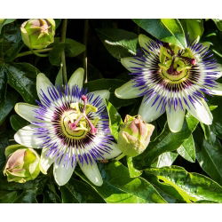 Насіння квітів синього пристрасті - Passiflora caerulea - 22 насіння