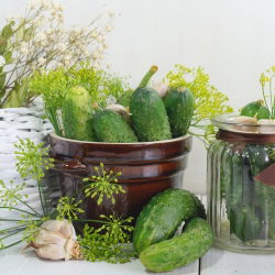 Cucumber - Polan F1 - Crisp, Crunchy Delight, Perfect for Pickling - Fresh Seeds