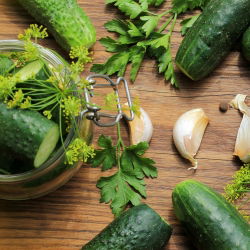 Cucumber - Polan F1 - Crisp, Crunchy Delight, Perfect for Pickling - Fresh Seeds
