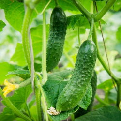 Cucumber - Polan F1 - Crisp, Crunchy Delight, Perfect for Pickling - Fresh Seeds