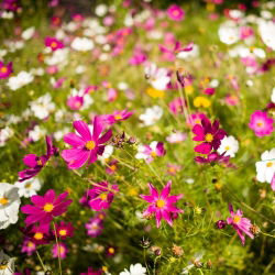 Sementes Cosmos Vega Mix - Cosmos bipinnatus - 150 sementes
