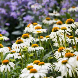 Hạt thiên nga trắng tím - Hoa thiên nga trắng Echinacea purpurea - 36 hạt