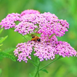 Řebříček obecný - směs - Achillea millefolium - Krásná rostlina pro louky plné květů - Čerstvá semena