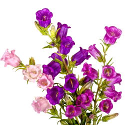 Canterbury Bells - Mixed - Campanula medium - Charming Bell-Shaped Blooms - Fresh Seeds