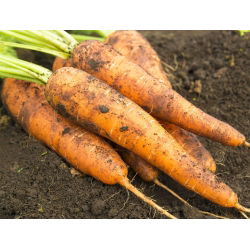 Морква "Нант 3" - середньоранній сорт - 4250 насіння - Daucus carota ssp. sativus 