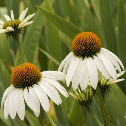 Hạt thiên nga trắng tím - Hoa thiên nga trắng Echinacea purpurea - 36 hạt