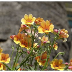Nemesia - Miscuglio - Nemesia strumosa - Fioriture ininterrotte, perfette per vasi e bordure - Semi Freschi