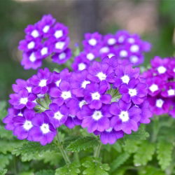 Kebun verbena - campuran berbagai - 200 biji - Verbena x hybrida nana compacta