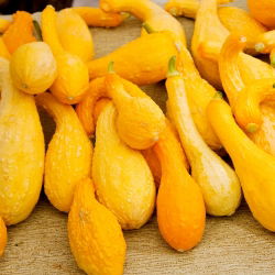 Tykev okrasná - Yellow Crookneck - Zlatavá zakřivená dýně, okrasný půvab - Čerstvá semena