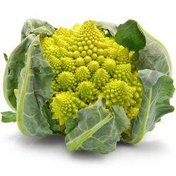 Conopidă - Romanesco Natalino - Capete verzi distincte pentru recoltă de toamnă - Semințe proaspete