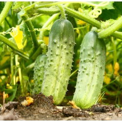 Harilik kurk - Polan - seemnelint - Cucumis sativus - seemned