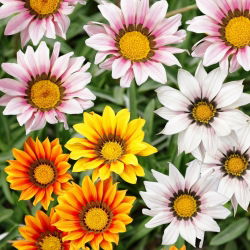 Сокровища цветов, Газания смесь семян - Газания Ригенс - 130 семян - Gazania splendens - семена