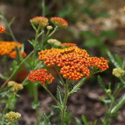 Řebříček obecný - směs - Achillea millefolium - Krásná rostlina pro louky plné květů - Čerstvá semena