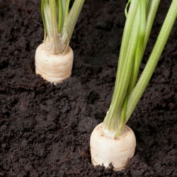 Семена от корени от магданоз Cukrowa - Petroselinum crispum - 4250 семена