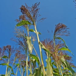 Panic Grass seeds - Panicum violaceum - 600 semien - semená