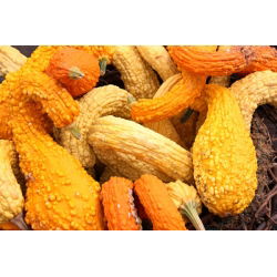 Tykev okrasná - Yellow Crookneck - Zlatavá zakřivená dýně, okrasný půvab - Čerstvá semena