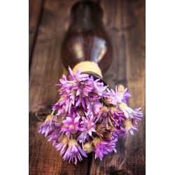 Immortelle - Mixed - Xeranthemum annuum - Long-Lasting Blooms for Dried Bouquets - Fresh Seeds