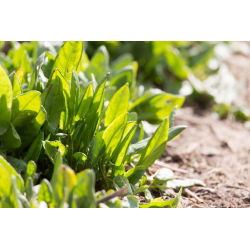 Кисељак - 2400 сјеменки - Rumex acetosa - семе