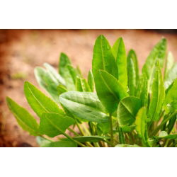 Кисељак - 2400 сјеменки - Rumex acetosa - семе