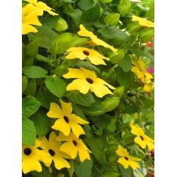 Черноока Susan лоза - 17 семена - Thunbergia alata