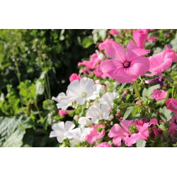 Jaarlijkse mallow - raskeuze; rose mallow, royal mallow, regal mallow - 150 zaden - Lavatera trimestris