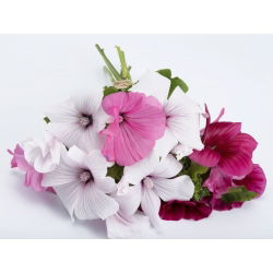Jaarlijkse mallow - raskeuze; rose mallow, royal mallow, regal mallow - 150 zaden - Lavatera trimestris