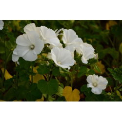 Jaarlijkse mallow - raskeuze; rose mallow, royal mallow, regal mallow - 150 zaden - Lavatera trimestris